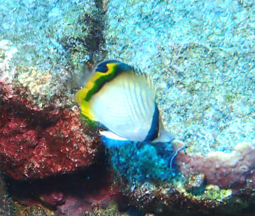 フウライチョウチョウウオの幼魚・西伊豆黄金崎｜ダイビングショップアリエス