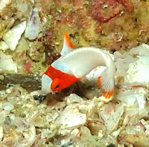 イロブダイの幼魚＠柏島生物図鑑（高知県）｜ダイビングショップアリエス