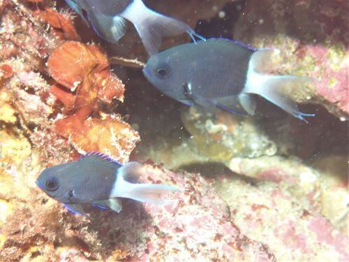 シコクスズメダイの幼魚・東伊豆富戸｜ダイビングショップアリエス