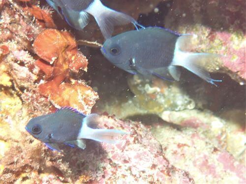 シコクスズメダイの幼魚・東伊豆富戸｜ダイビングショップアリエス