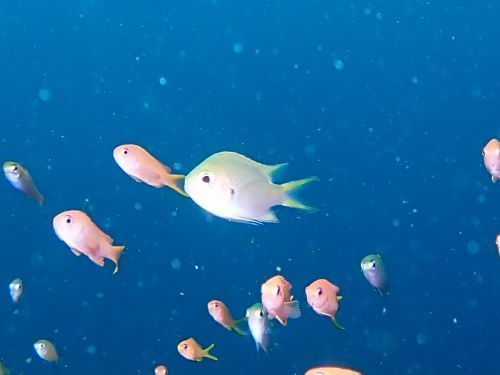 ナノハナスズメダイの若魚＠東伊豆・赤沢｜ダイビングショップアリエス