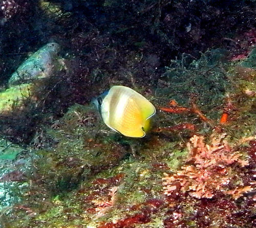 富戸ミゾレチョウチョウウオの幼魚