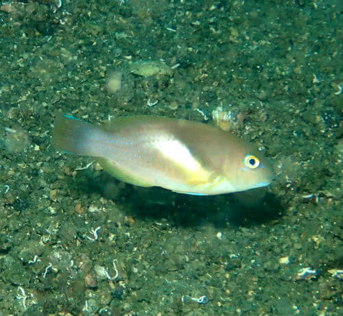 イラの若魚・西伊豆獅子浜｜ダイビングショップアリエス