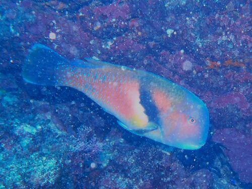 イラ＠東伊豆・富戸｜ダイビングショップアリエス