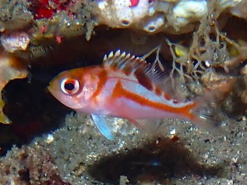 アカイサキの幼魚＠東伊豆・赤沢｜ダイビングショップアリエス