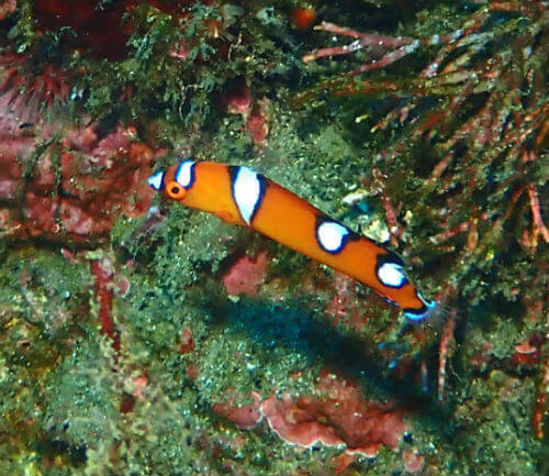 ツユベラの幼魚・東伊豆北川｜ダイビングショップアリエス