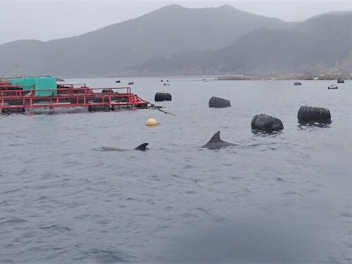 バンドウイルカ＠柏島生物図鑑（高知県）｜ダイビングショップアリエス