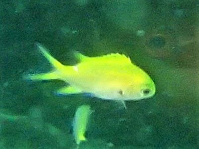 ナノハナスズメダイの幼魚・東伊豆伊豆海洋公園（IOP）｜ダイビングショップアリエス