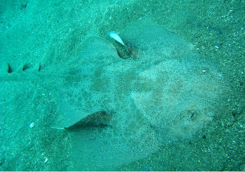 西伊豆黄金崎ファンダイブの砂に隠れる大きなカスザメ