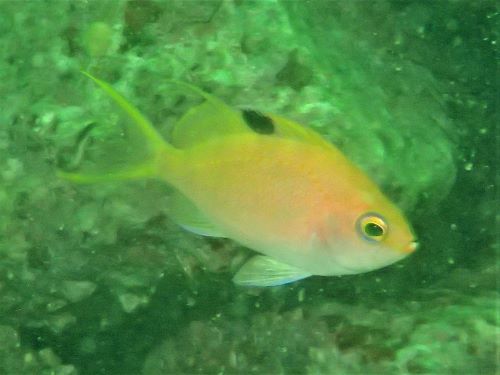 サクラダイのメス・西伊豆獅子浜｜ダイビングショップアリエス