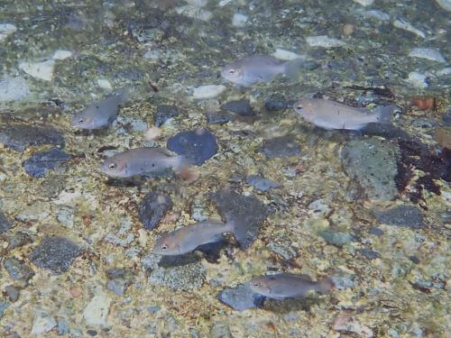 メジナの若魚＠八幡野生物図鑑（東伊豆）｜ダイビングショップアリエス