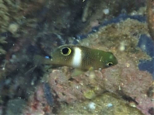 ハクセンスズメダイの幼魚・小田原福浦｜ダイビングショップアリエス