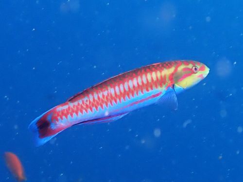 ニシキベラ＠西伊豆・大瀬崎｜ダイビングショップアリエス