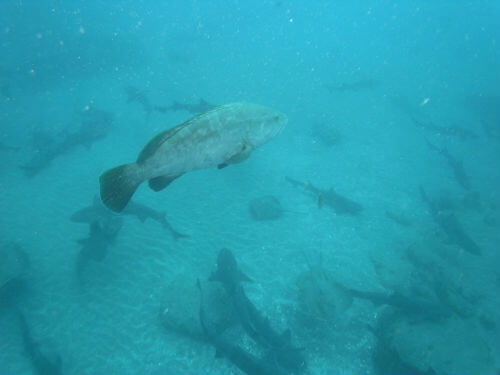 千葉県のダイビングポイント伊戸のクエとドチザメ