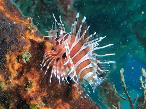 キリンミノの幼魚・西伊豆獅子浜｜ダイビングショップアリエス