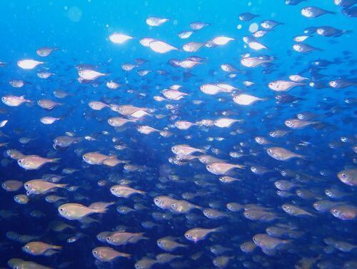 ミナミハタンポの群れ＠千葉県・西川名｜ダイビングショップアリエス