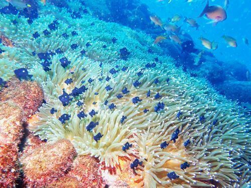 ミツボシクロスズメダイ＠西伊豆・大瀬崎｜ダイビングショップアリエス