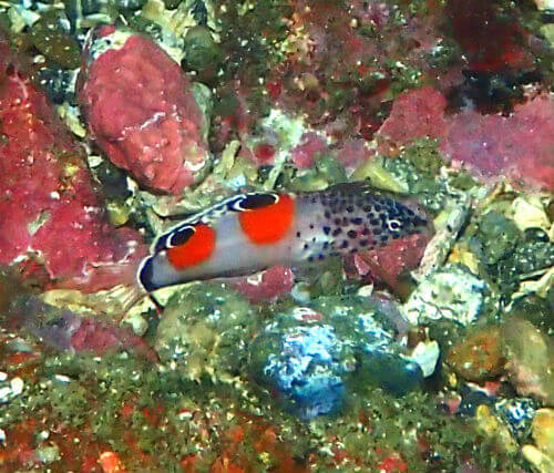 カンムリベラの幼魚・東伊豆富戸｜ダイビングショップアリエス