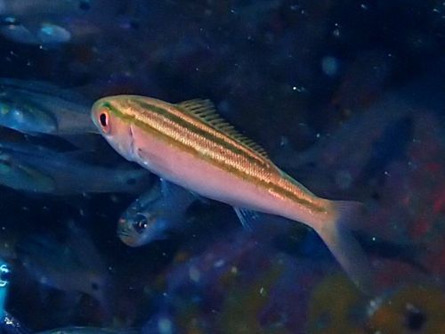 イッセンタカサゴの幼魚＠井田生物図鑑（西伊豆）｜ダイビングショップアリエス