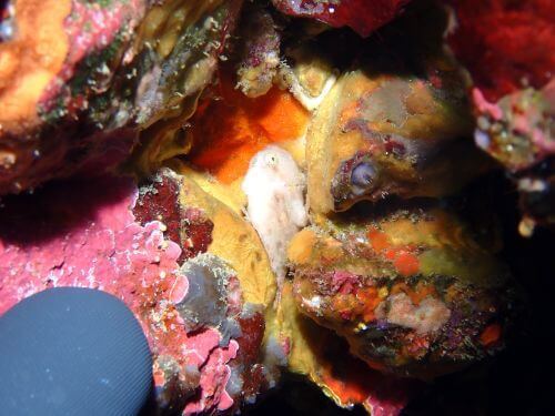 ウルマカエルアンコウの幼魚＠東伊豆・八幡野｜ダイビングショップアリエス