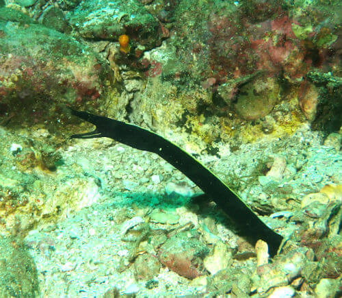 ハナヒゲウツボの幼魚・高知県柏島｜ダイビングショップアリエス