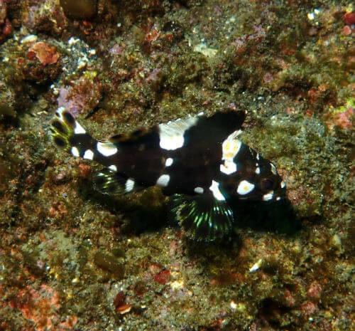 シロブチハタの幼魚・小田原福浦｜ダイビングショップアリエス