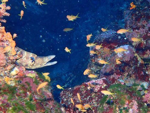 ウツボとキンギョハナダイ＠東伊豆・赤沢｜ダイビングショップアリエス