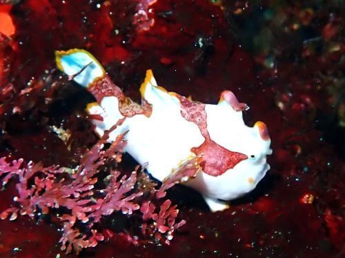 クマドリカエルアンコウ＠東伊豆・富戸｜ダイビングショップアリエス