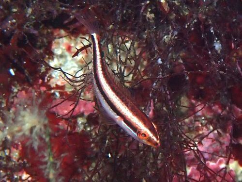 カミナリベラの幼魚＠西伊豆・雲見｜ダイビングショップアリエス