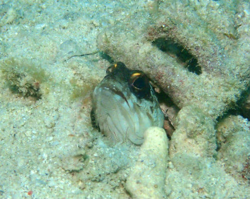 モアルボアルのゴールドスペックジョーフィッシュ｜ダイビングショップアリエス