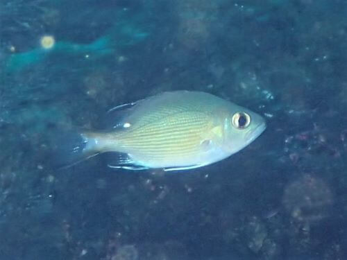 バラフエダイの幼魚・東伊豆北川｜ダイビングショップアリエス