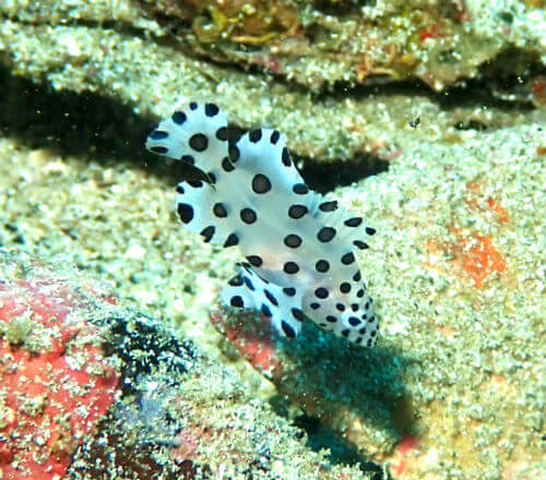 サラサハタの幼魚・高知県柏島｜ダイビングショップアリエス