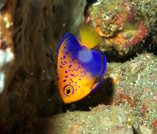 レンテンヤッコの幼魚・東伊豆伊豆海洋公園｜ダイビングショップアリエス