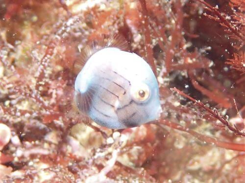 アオサハギの幼魚・東伊豆富戸｜ダイビングショップアリエス