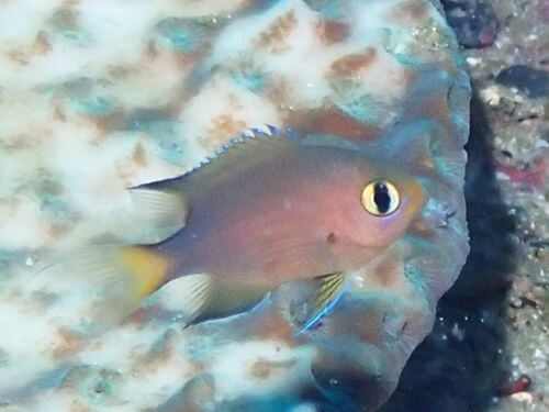 ヒレグロスズメダイの幼魚＠高知県・柏島｜ダイビングショップアリエス
