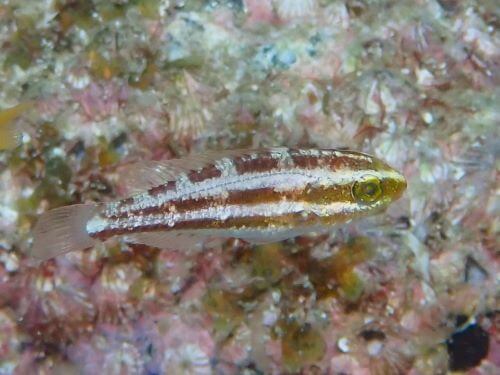 ナガブダイの幼魚＠柏島生物図鑑（高知県）｜ダイビングショップアリエス