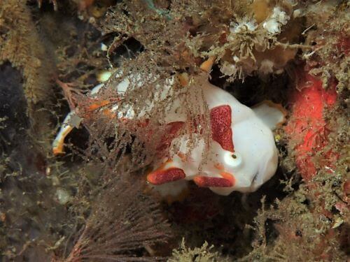 クマドリカエルアンコウの幼魚・東伊豆北川｜ダイビングショップアリエス