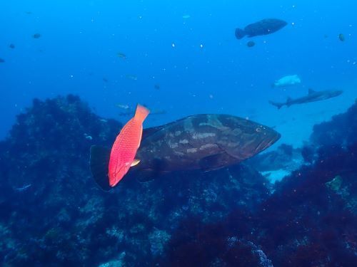 アカササノハベラの後ろにクエ、サメ、コブダイ＠千葉県・伊戸｜ダイビングショップアリエス