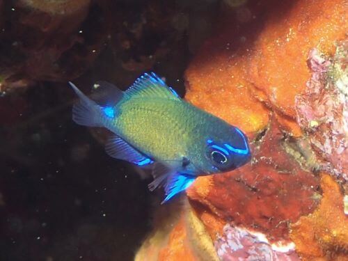 アマミスズメダイの幼魚・東伊豆八幡野｜ダイビングショップアリエス