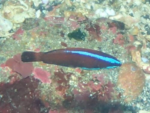 ブダイベラの幼魚・伊豆海洋公園（IOP)生物図鑑｜ダイビングショップアリエス