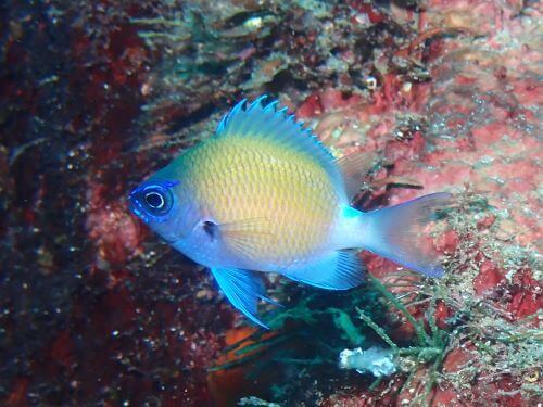 アマミスズメダイの若魚＠富戸生物図鑑（東伊豆）｜ダイビングショップアリエス