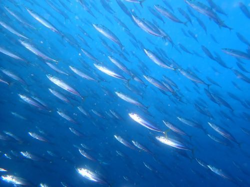 クサヤモロ＠田子生物図鑑（西伊豆）｜ダイビングショップアリエス