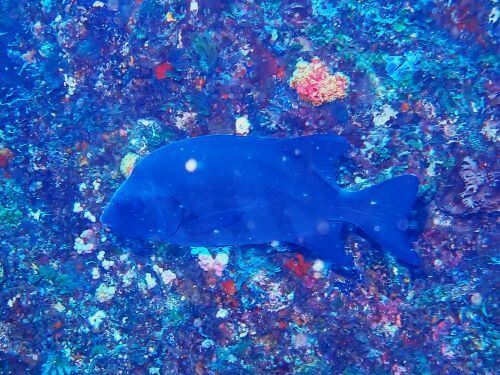 アオブダイの若魚＠伊東生物図鑑（東伊豆）｜ダイビングショップアリエス