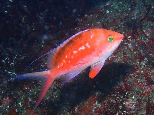 サクラダイのオス＠赤沢生物図鑑（東伊豆）｜ダイビングショップアリエス