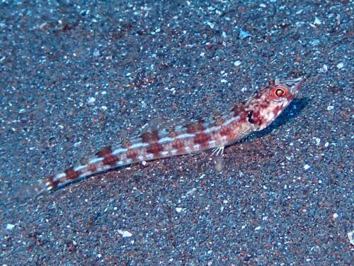 ホシノエソ＠西伊豆・大瀬崎｜ダイビングショップアリエス