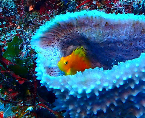 オキゴンベの幼魚・東伊豆北川｜ダイビングショップアリエス