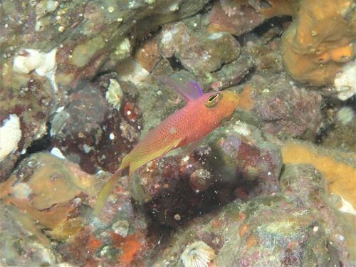 フチドリハナダイの幼魚＠伊豆海洋公園（ＩＯＰ）｜ダイビングショップアリエス