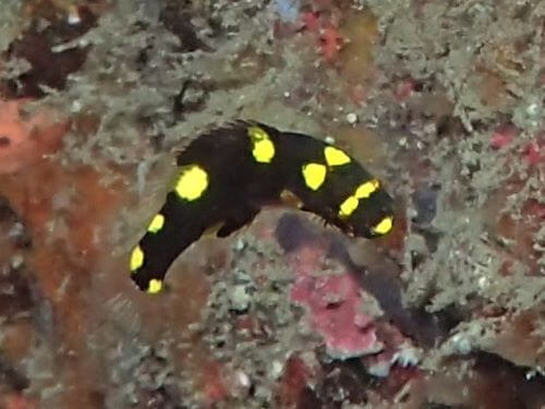 ケサガケベラの幼魚・東伊豆富戸｜ダイビングショップアリエス