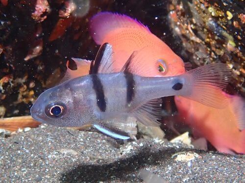 ヨコスジイシモチの幼魚｜ダイビングショップアリエス