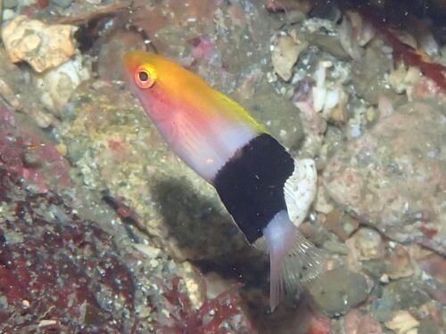 キツネベラの幼魚＠西伊豆・雲見｜ダイビングショップアリエス